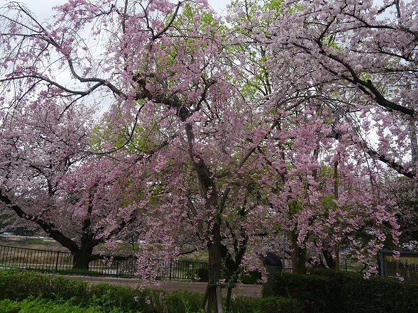 b0299042_16150215.jpg