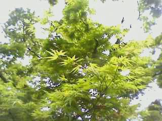 e0150843_19305927.jpg