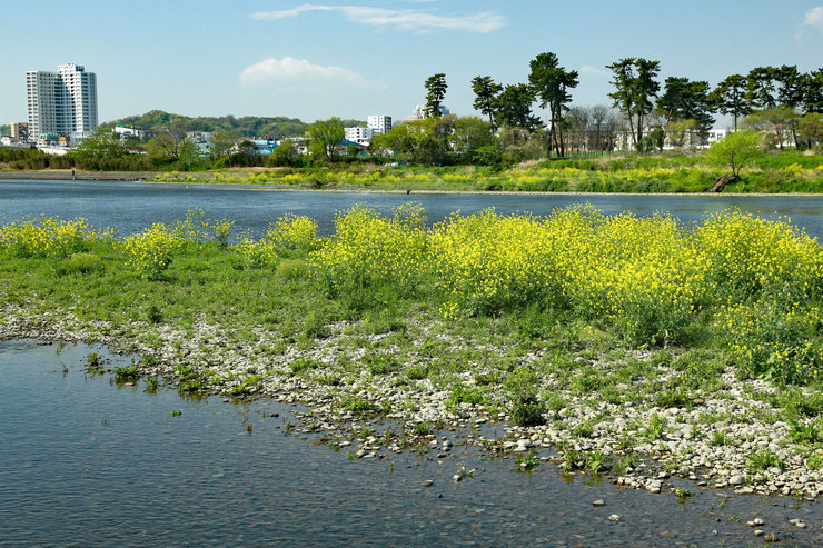 a0120949_6191598.jpg