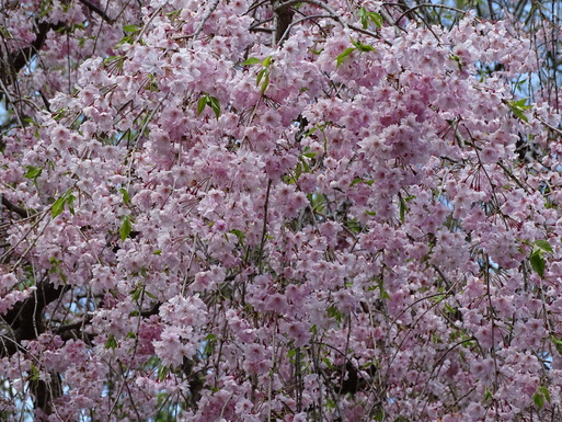 b0159780_0532828.jpg