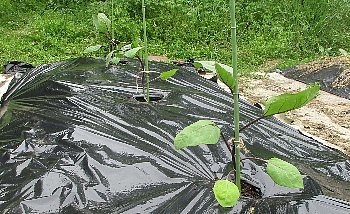 f0003283_07285400.jpg