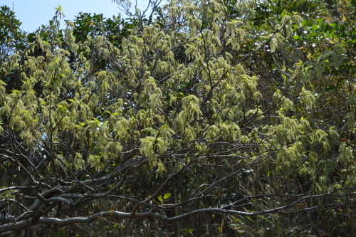 c0204385_16190415.jpg