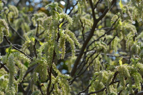 c0204385_16215335.jpg