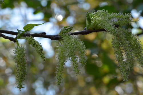 c0204385_16231465.jpg