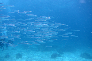 f0144385_19384346.jpg