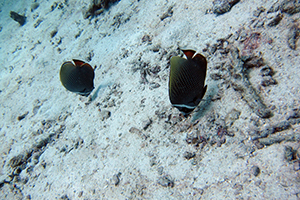 f0144385_19384371.jpg