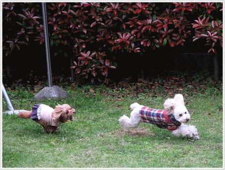 b0175688_21053744.gif