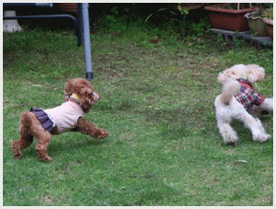 b0175688_21053842.gif