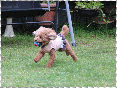 b0175688_21054742.gif