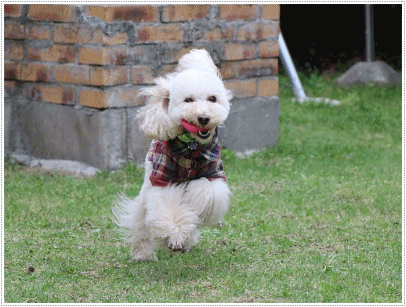 b0175688_21061376.gif