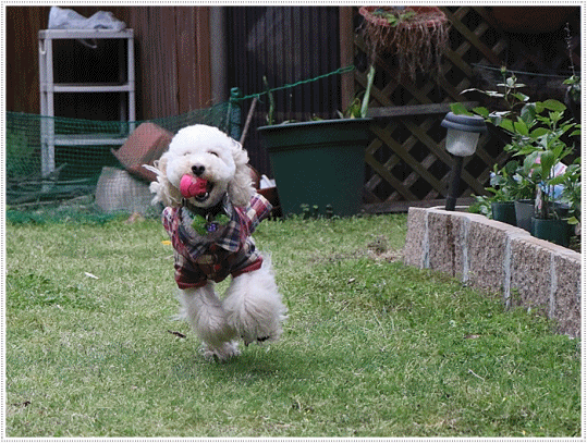 b0175688_21061916.gif