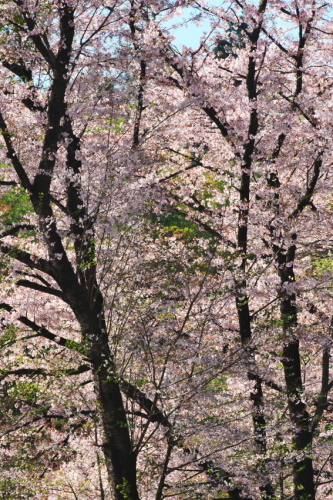a0263109_14381513.jpg