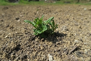 e0081218_21573198.jpg
