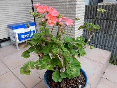 e0033229_17271841.jpg