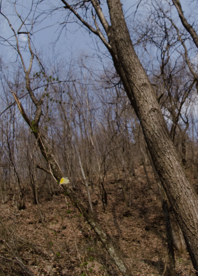 a0126632_2030402.gif