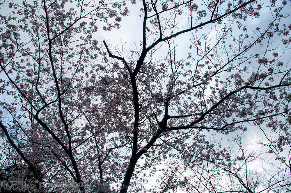 a0134950_20240174.jpg