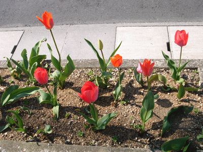 e0001558_14585872.gif