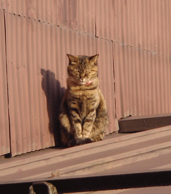 e0001558_15013688.gif