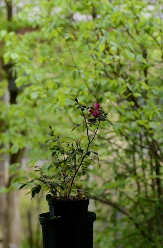 c0186463_00010460.jpg