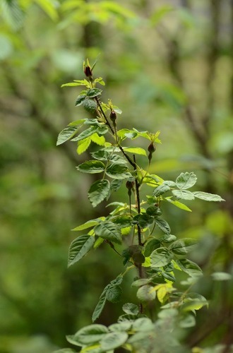 c0186463_00072788.jpg