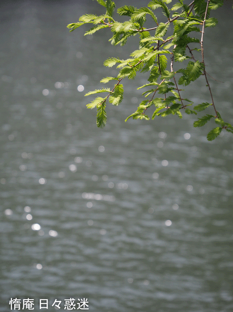 e0346064_20071758.gif