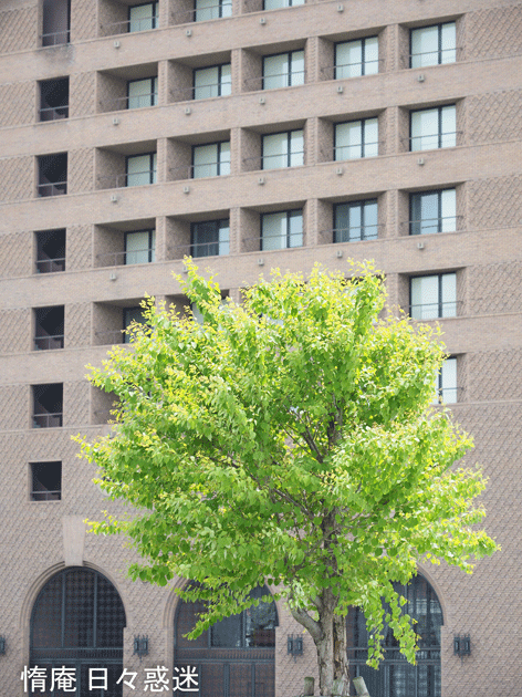 e0346064_20071979.gif