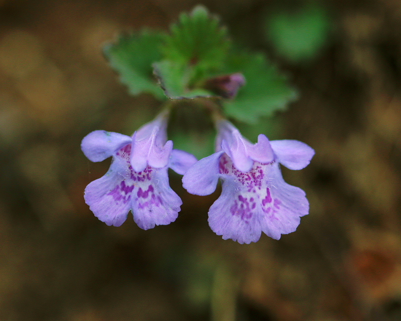 c0305565_17355495.jpg