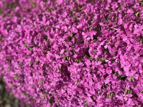 c0212604_14332164.jpg