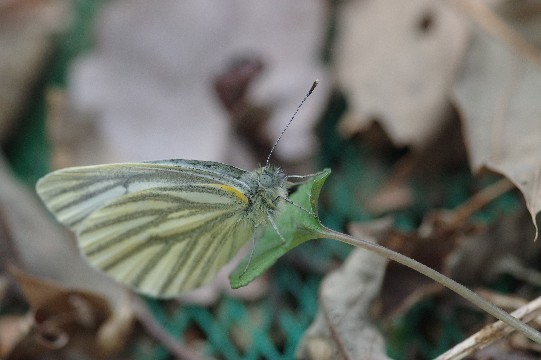 c0152317_16123590.jpg