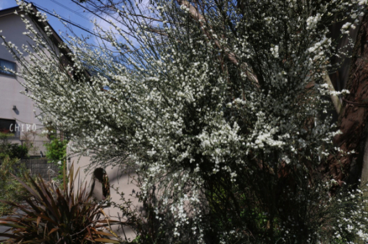 f0293522_21404775.jpg