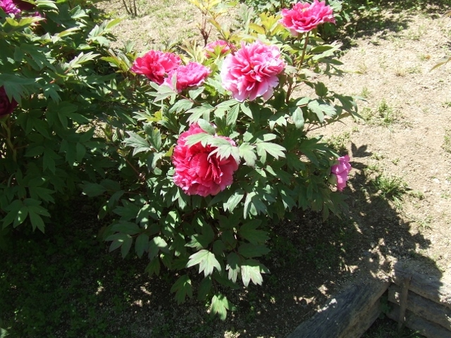 f0377351_18552433.jpg