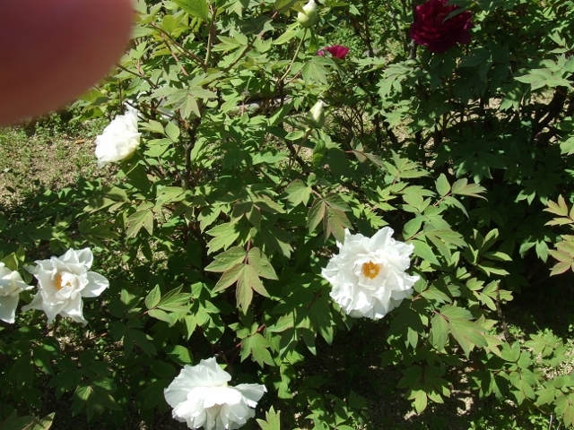 f0377351_18565430.jpg
