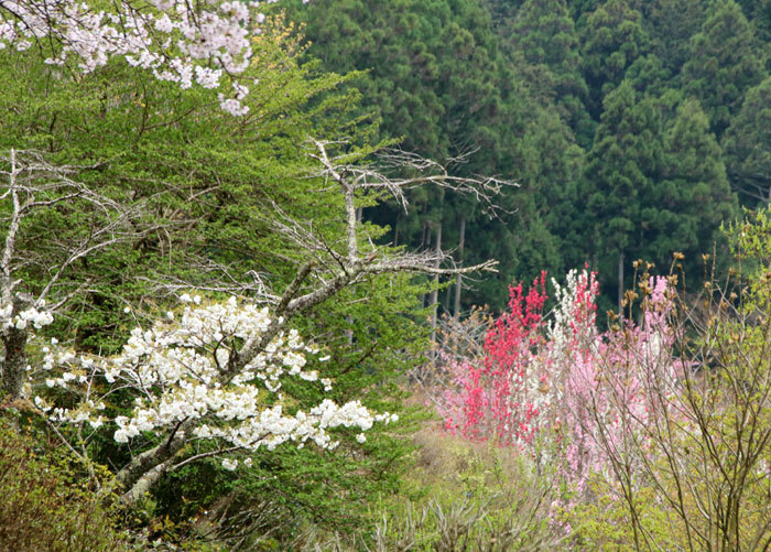 e0128863_11320120.jpg