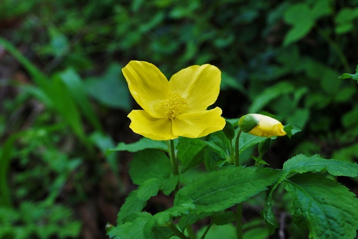 c0248473_20302459.jpg