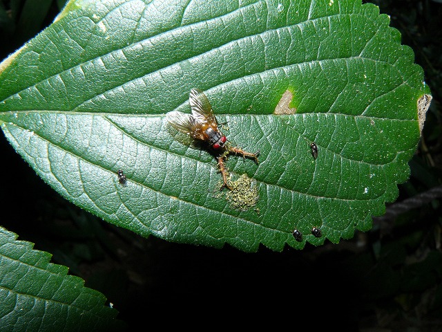 d0019074_9355488.jpg