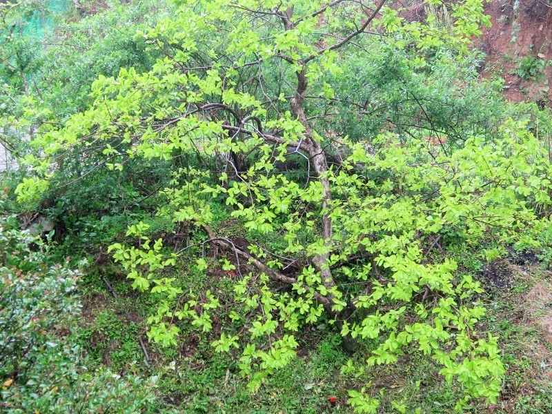 a0170390_20112230.jpg