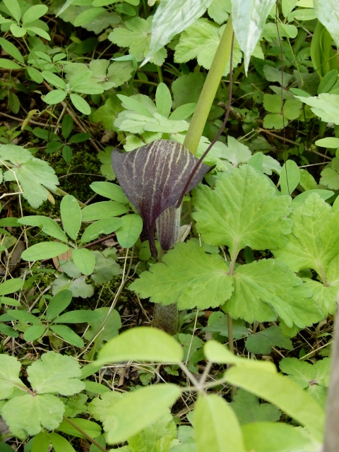 e0025300_1554649.jpg