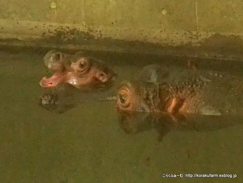 c0188824_17295799.jpg