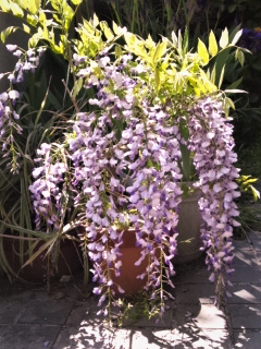 e0080346_175084.png