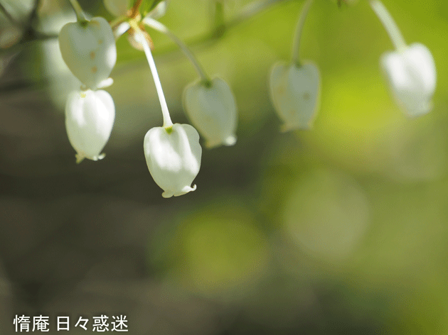 e0346064_19052987.gif