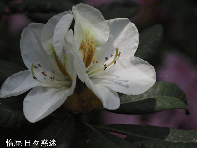 e0346064_20401129.gif
