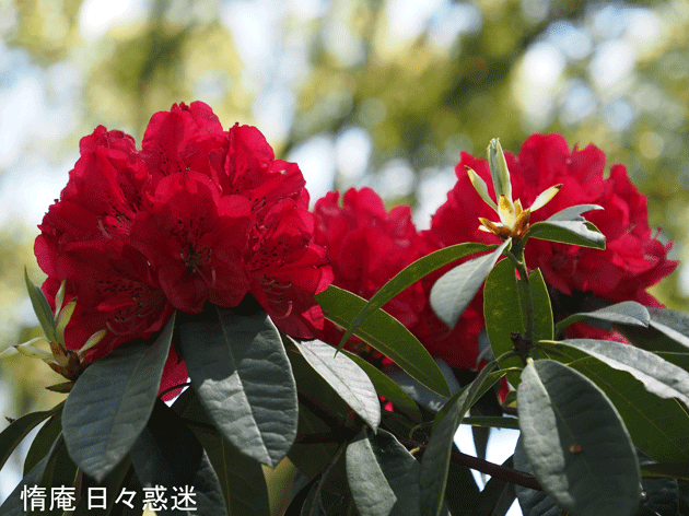 e0346064_20444601.gif