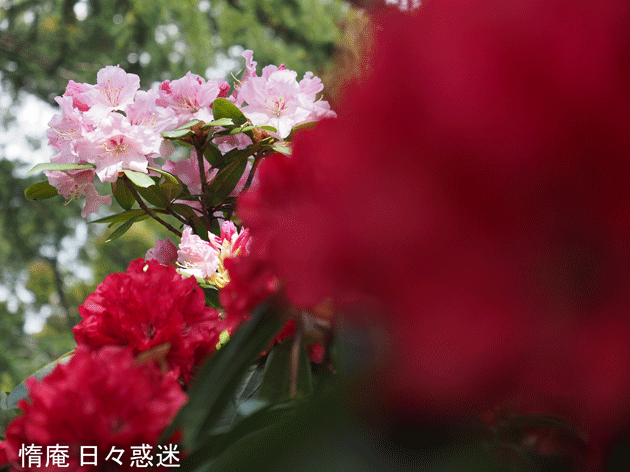 e0346064_20444764.gif