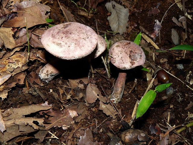 d0019074_17252941.jpg