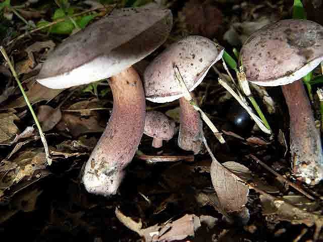 d0019074_17261597.jpg