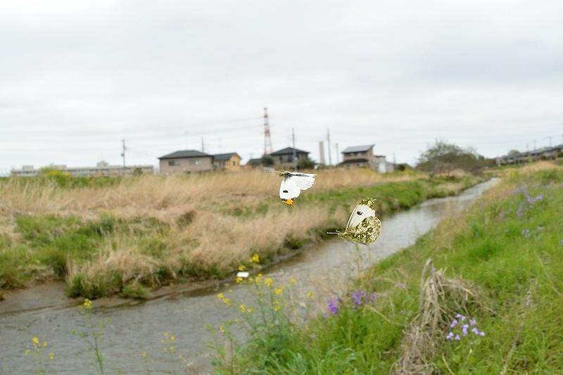 f0031682_22363247.jpg