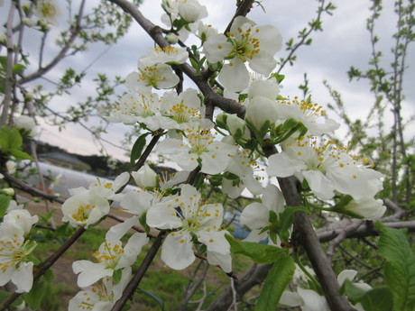 a0203003_20494090.jpg