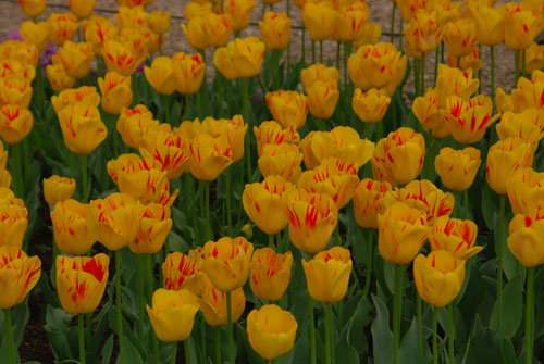 c0051105_0451512.jpg
