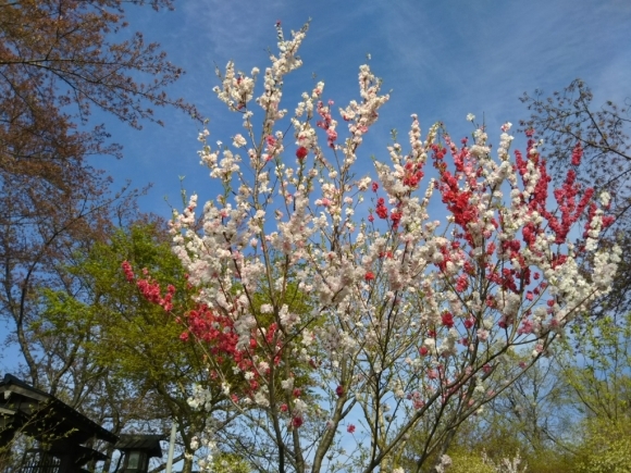 f0373905_09531490.jpg