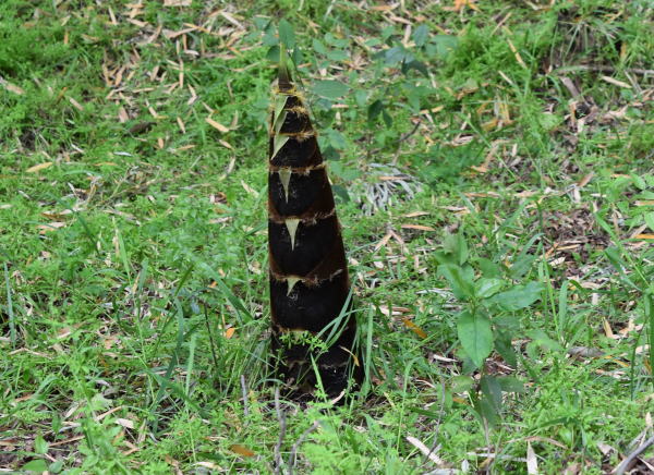b0046933_17221730.jpg